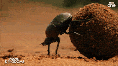 Shit3.gif