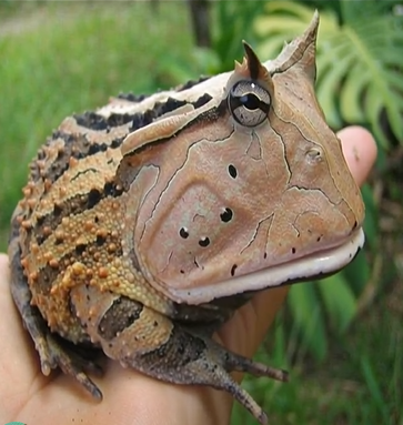 Amazonian Horned Frog.png