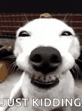 just kidding.gif