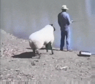 Rams.gif