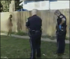 Looter in my backyard