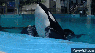 Seaworld2.gif