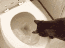toilet flush.gif
